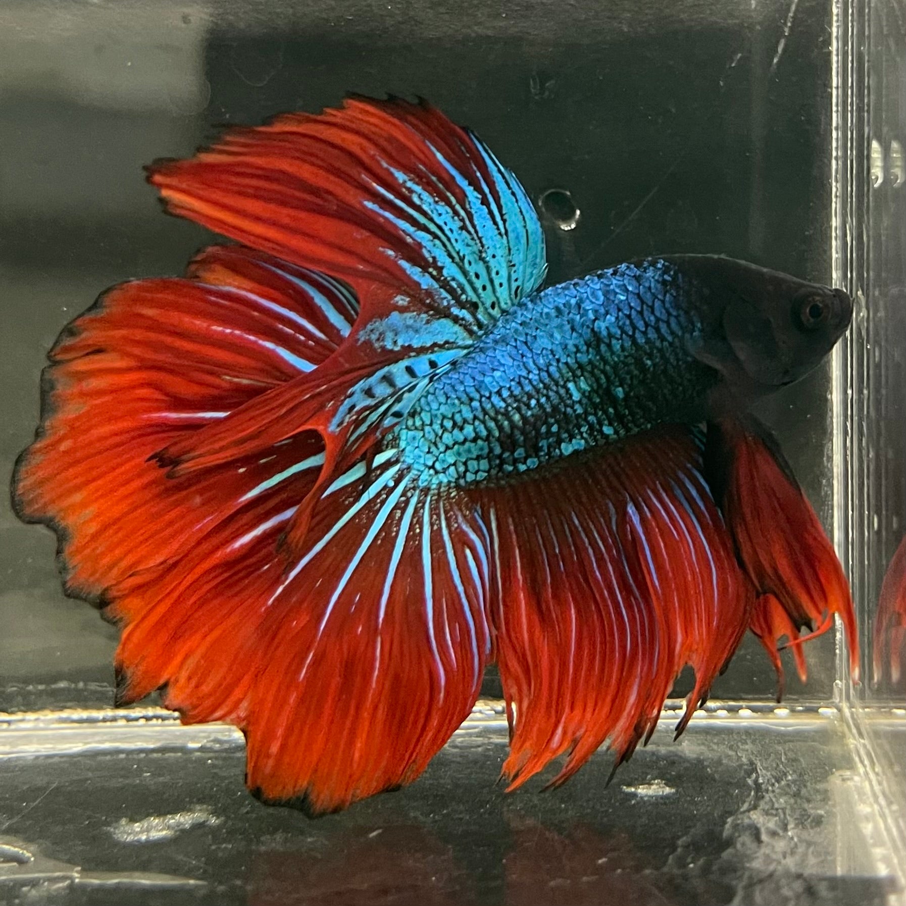 Male Betta - One Only - 17