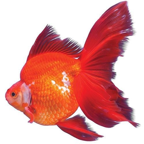 Ryukin Goldfish - Assorted Colours