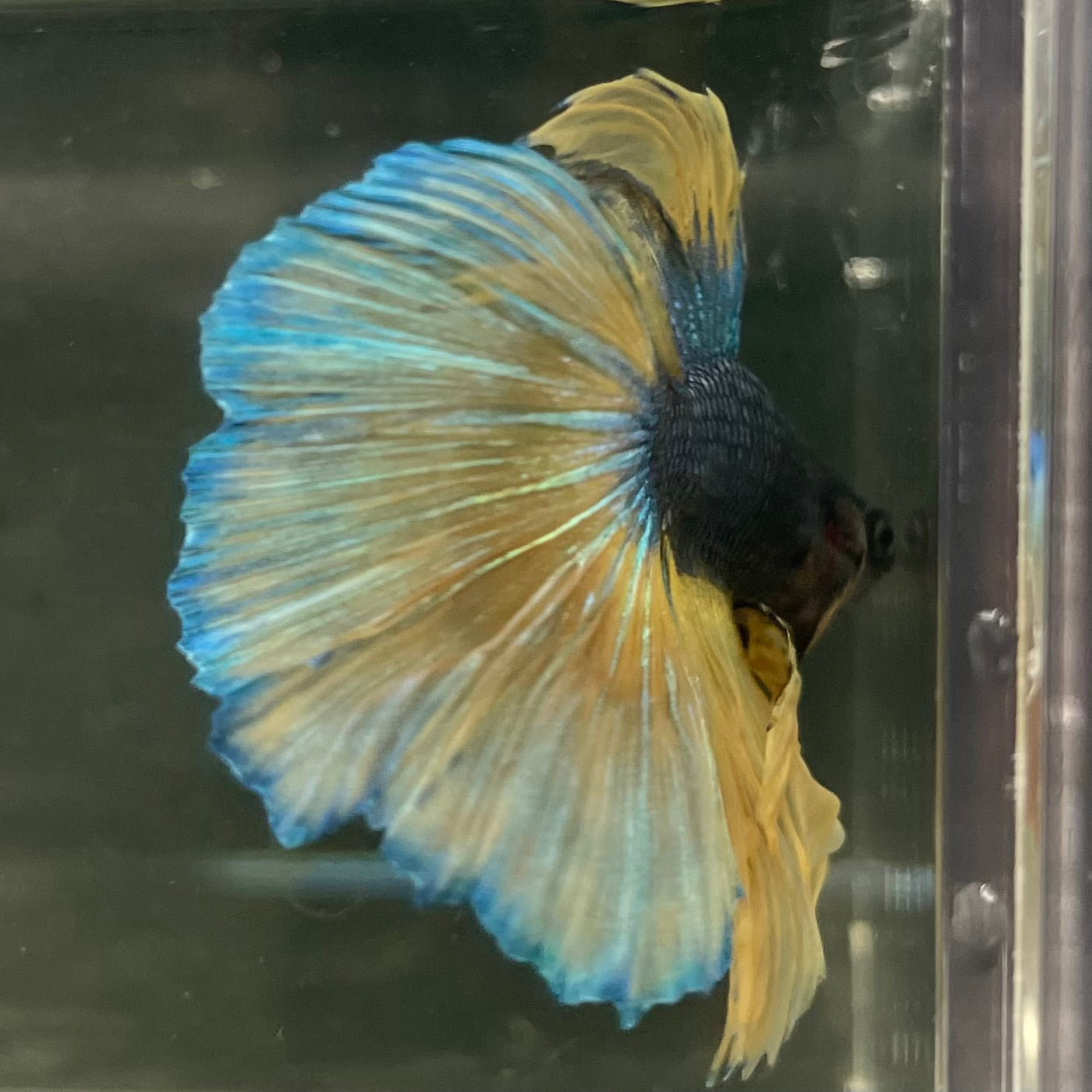 Male Betta - One Only - 11