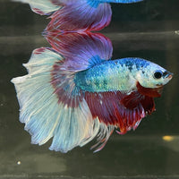 Male Betta - One Only - 13