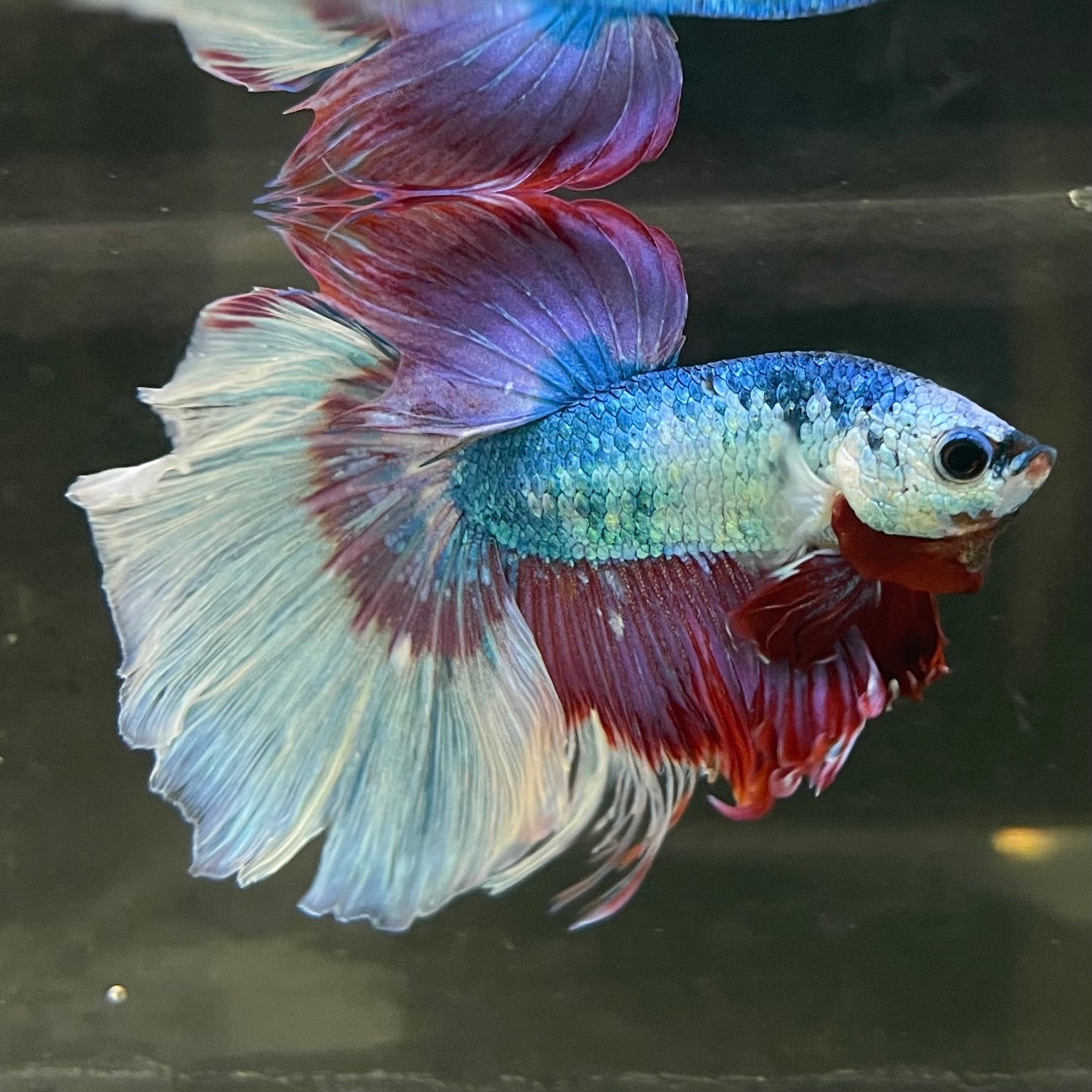 Male Betta - One Only - 13