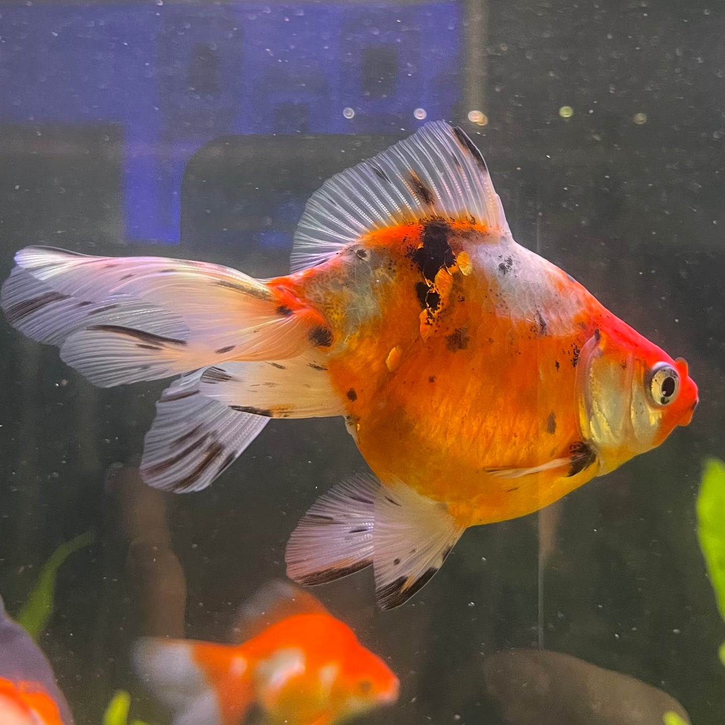Fantail Goldfish - Calico one only - 1￼