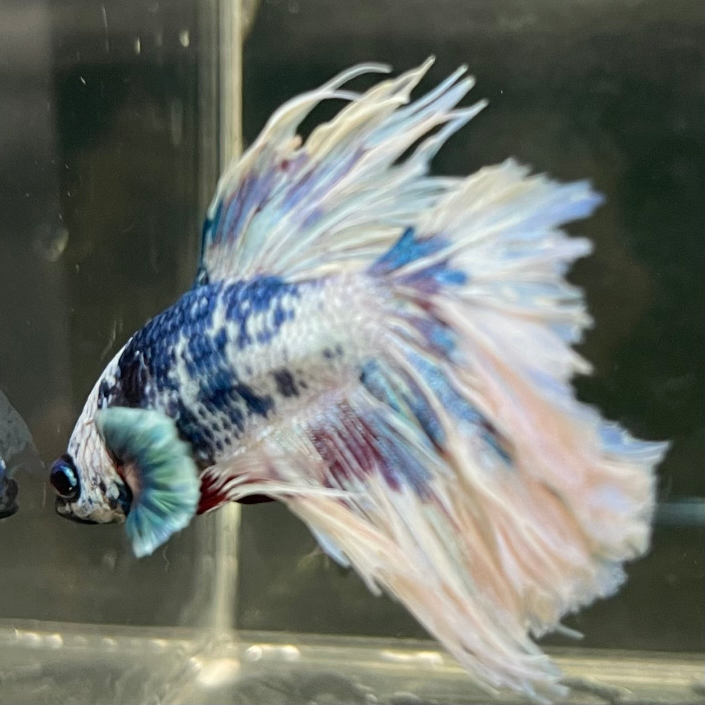 Male Betta - One Only - 12