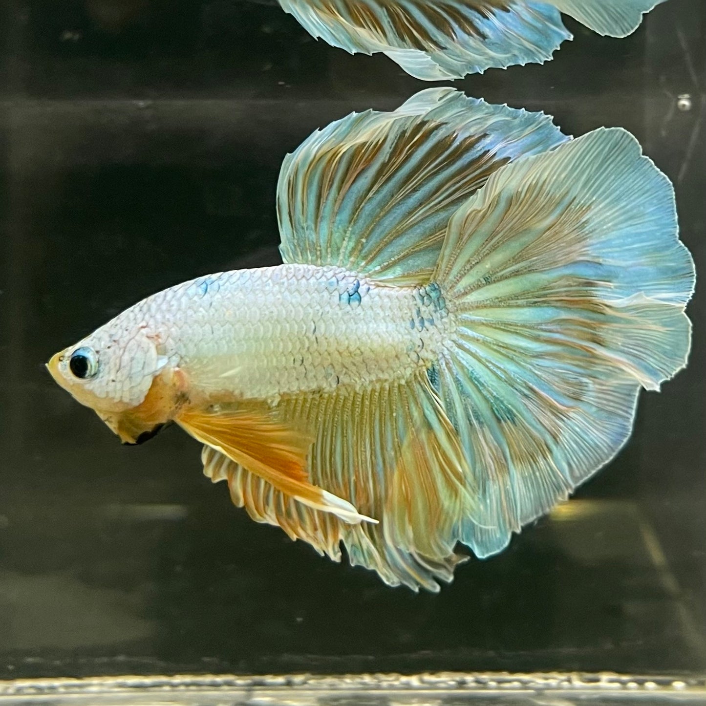 Male Betta - One Only - 14