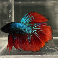 Male Betta - One Only - 17