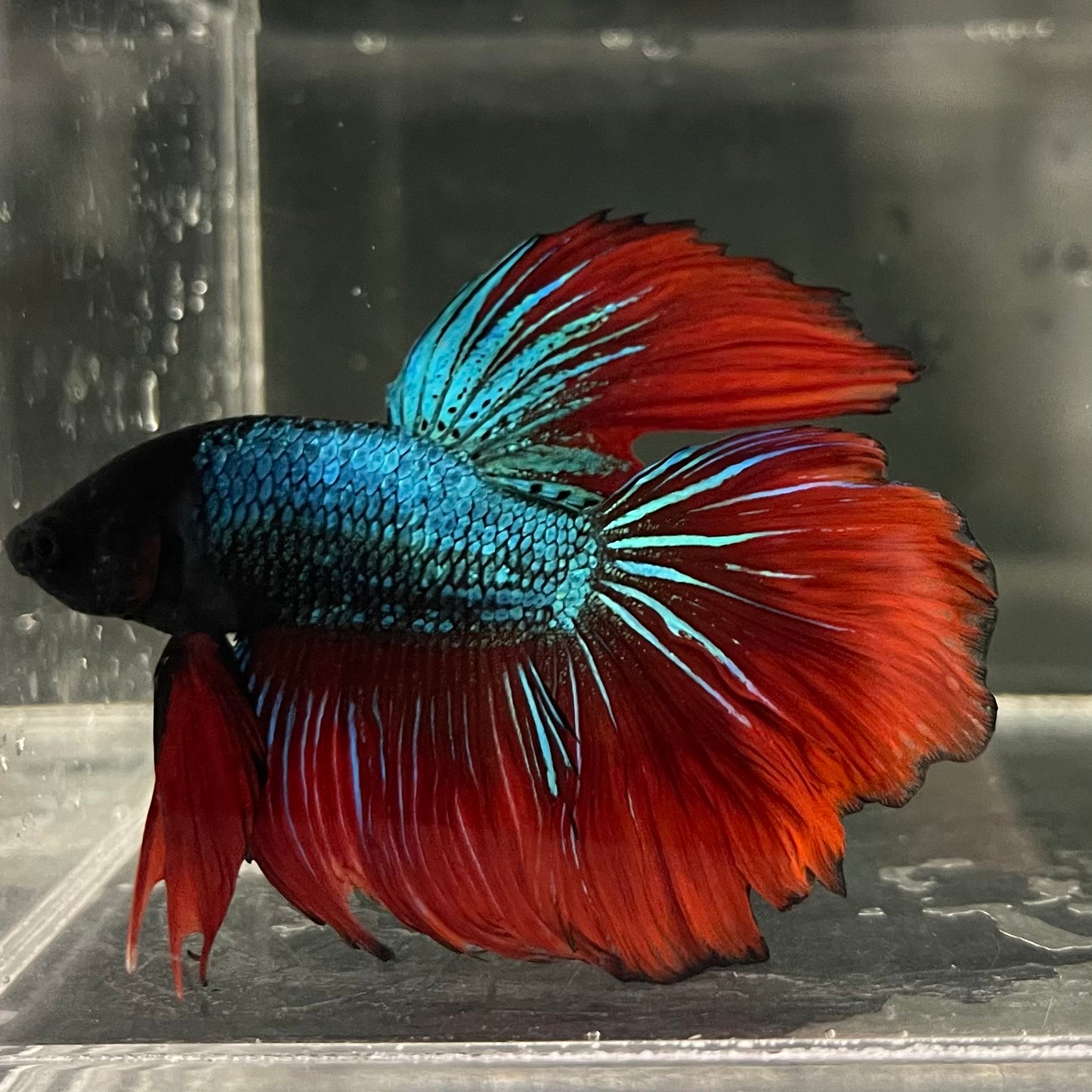 Male Betta - One Only - 17