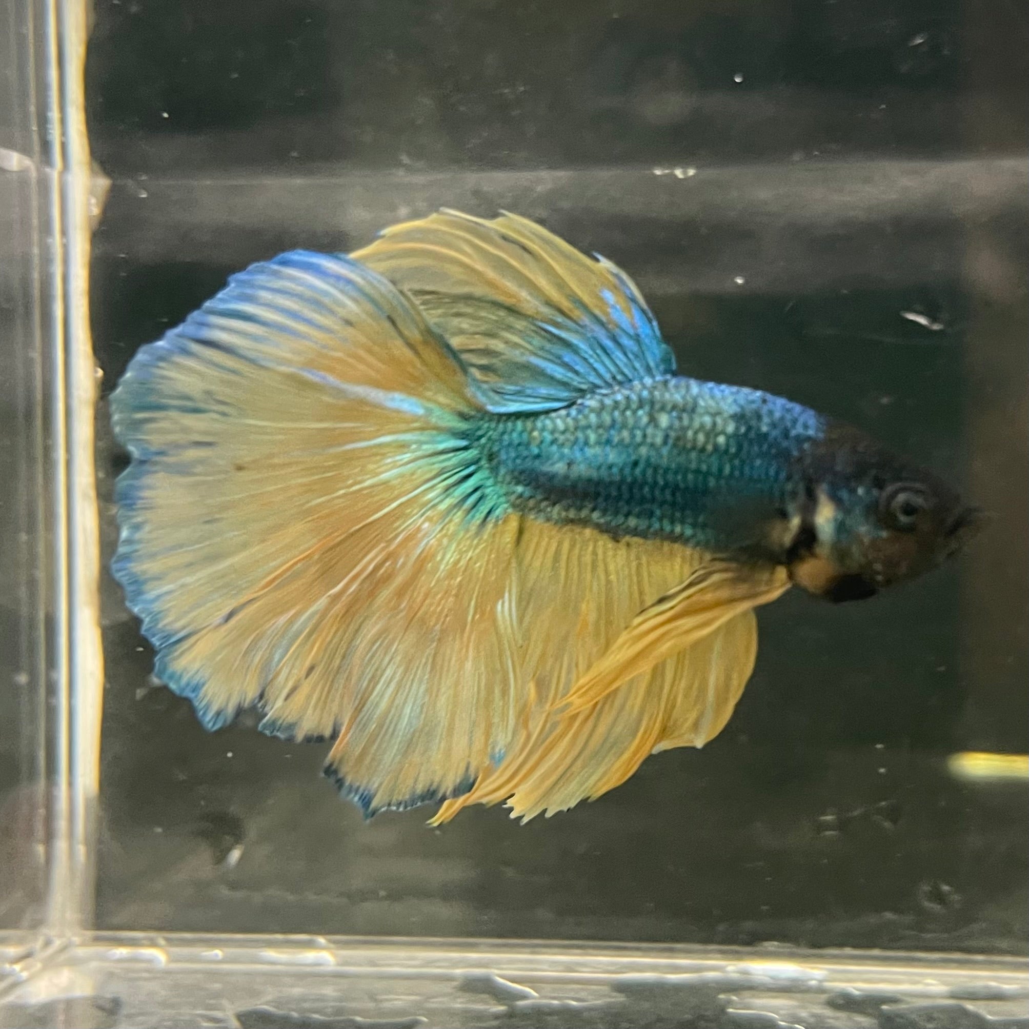 Male Betta - One Only - 11