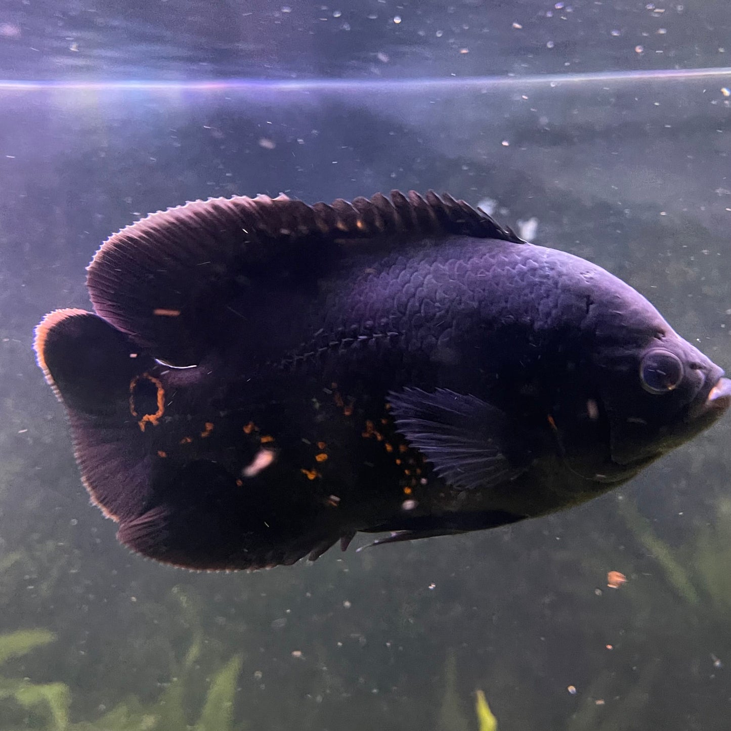 Large Tiger Oscar - Two only available - the fish in the photographs