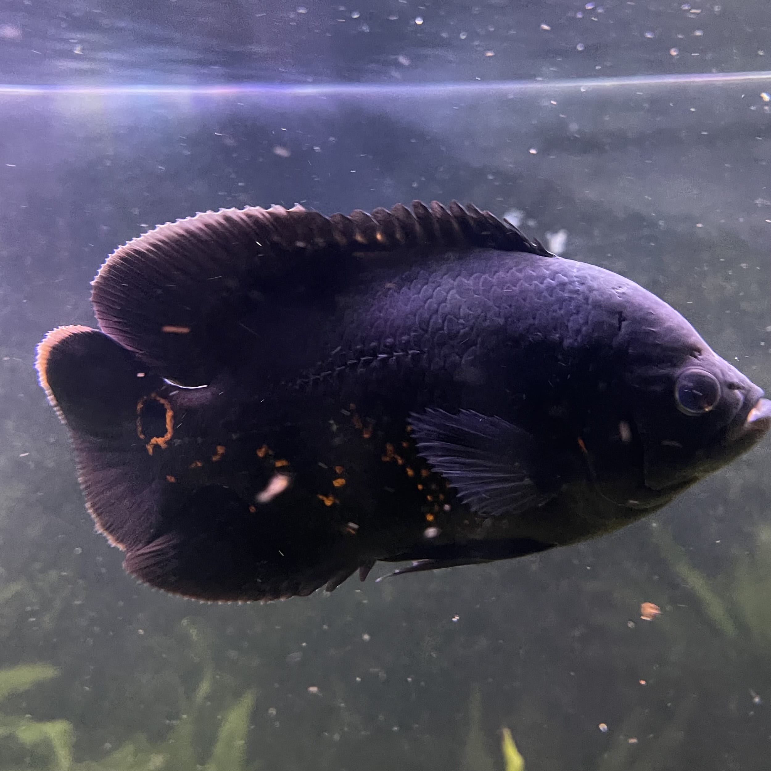 Large Tiger Oscar - Two only available - the fish in the photographs