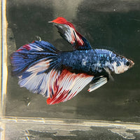 Male Betta - One Only - 2