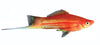 Swordtail Male - Assorted Colours - 4.5cm
