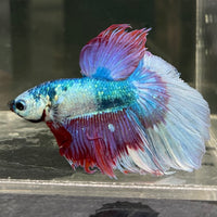 Male Betta - One Only - 13