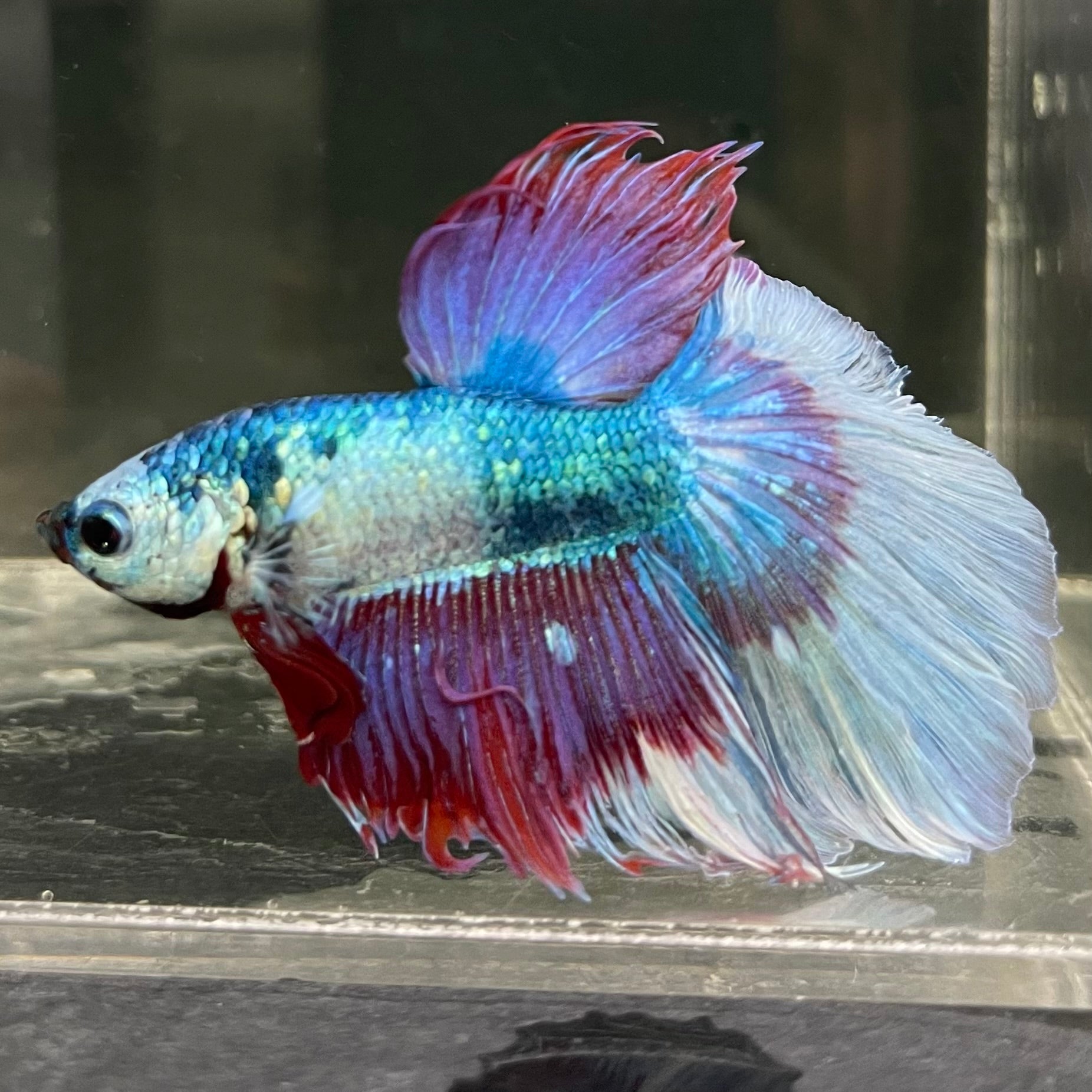 Male Betta - One Only - 13