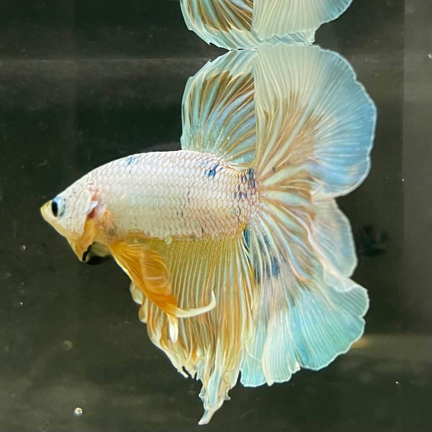 Male Betta - One Only - 14
