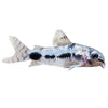 Corydoras Hasbrosus Catfish 2.5cm