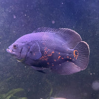 Large Tiger Oscar - Two only available - the fish in the photographs