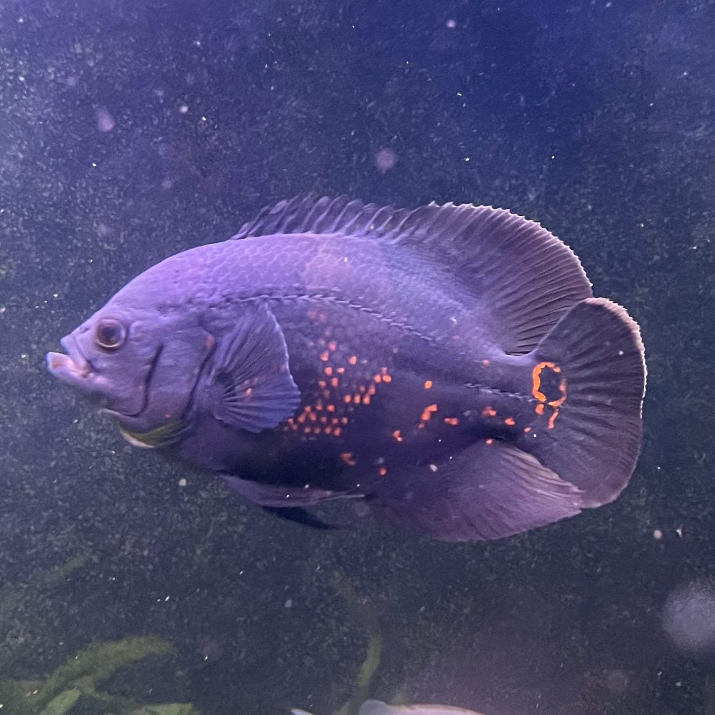 Large Tiger Oscar - Two only available - the fish in the photographs