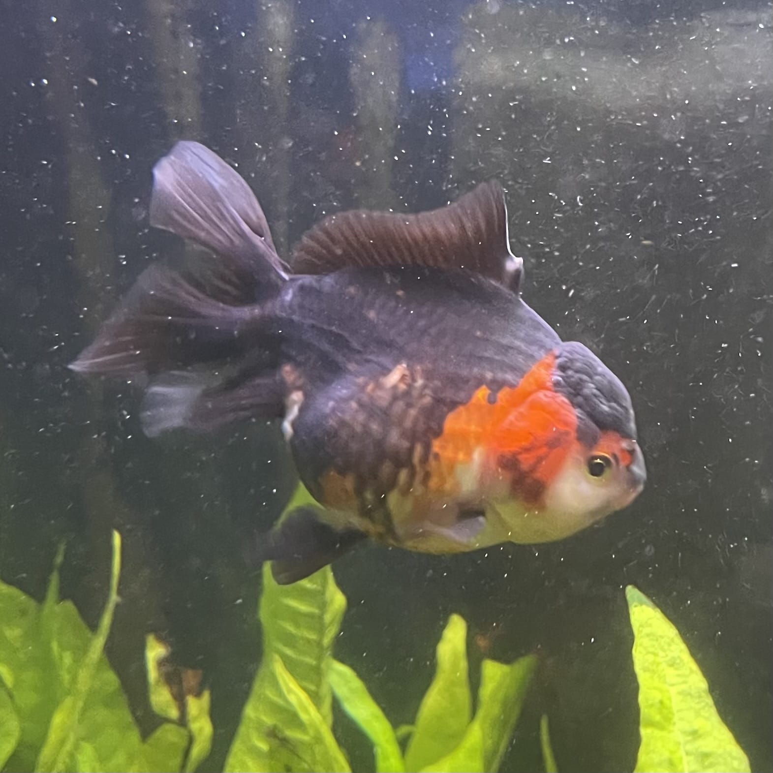Oranda - Tri Colour One Only-2