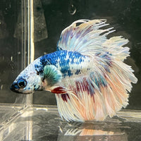 Male Betta - One Only - 12