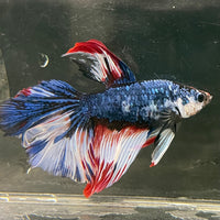 Male Betta - One Only - 2