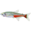 Red Belly Tetra 3cm