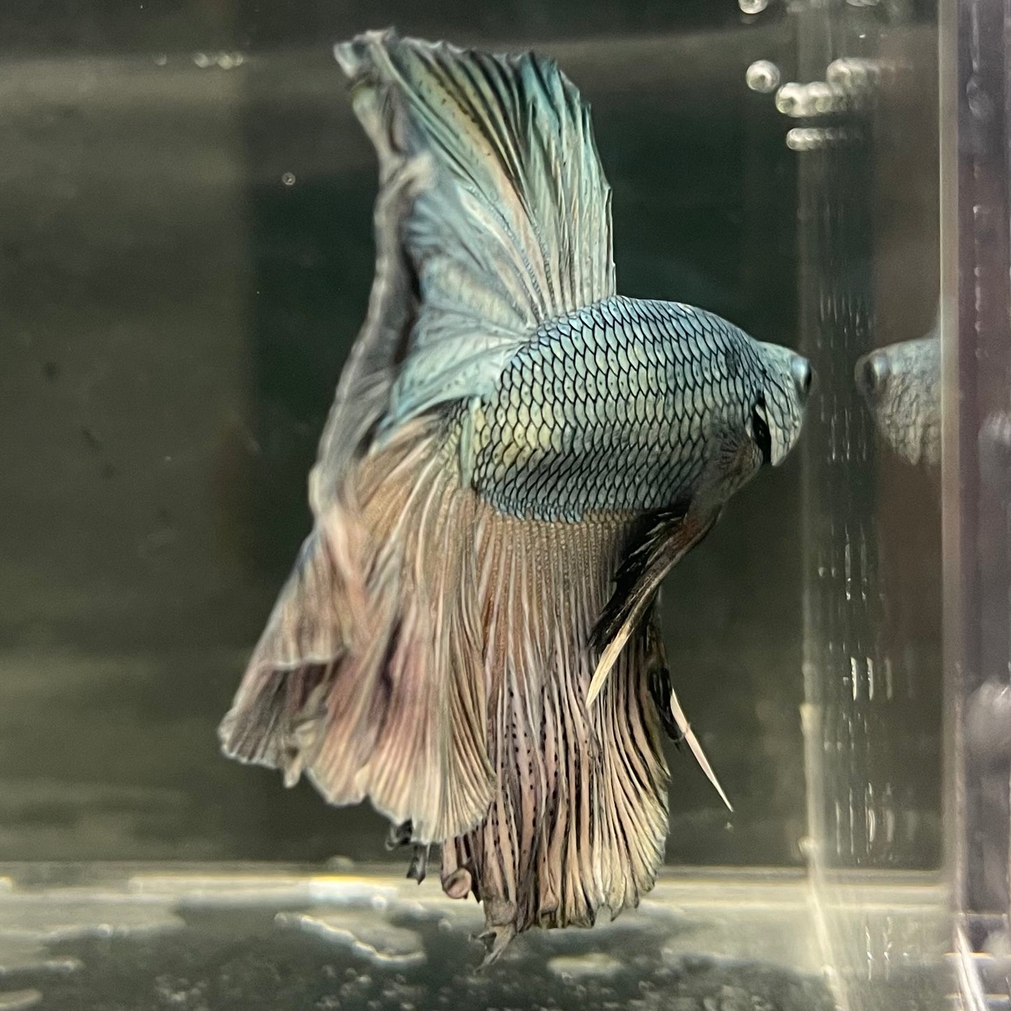Male Betta - One Only - 5