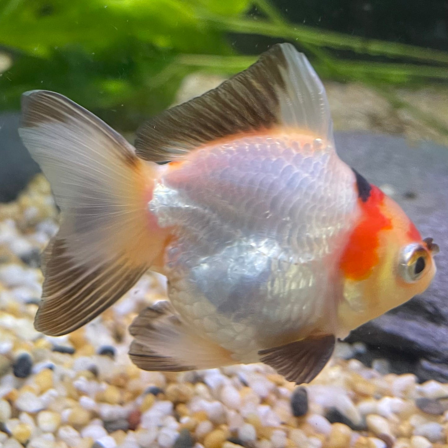 Ryukin Goldfish - one only - 2