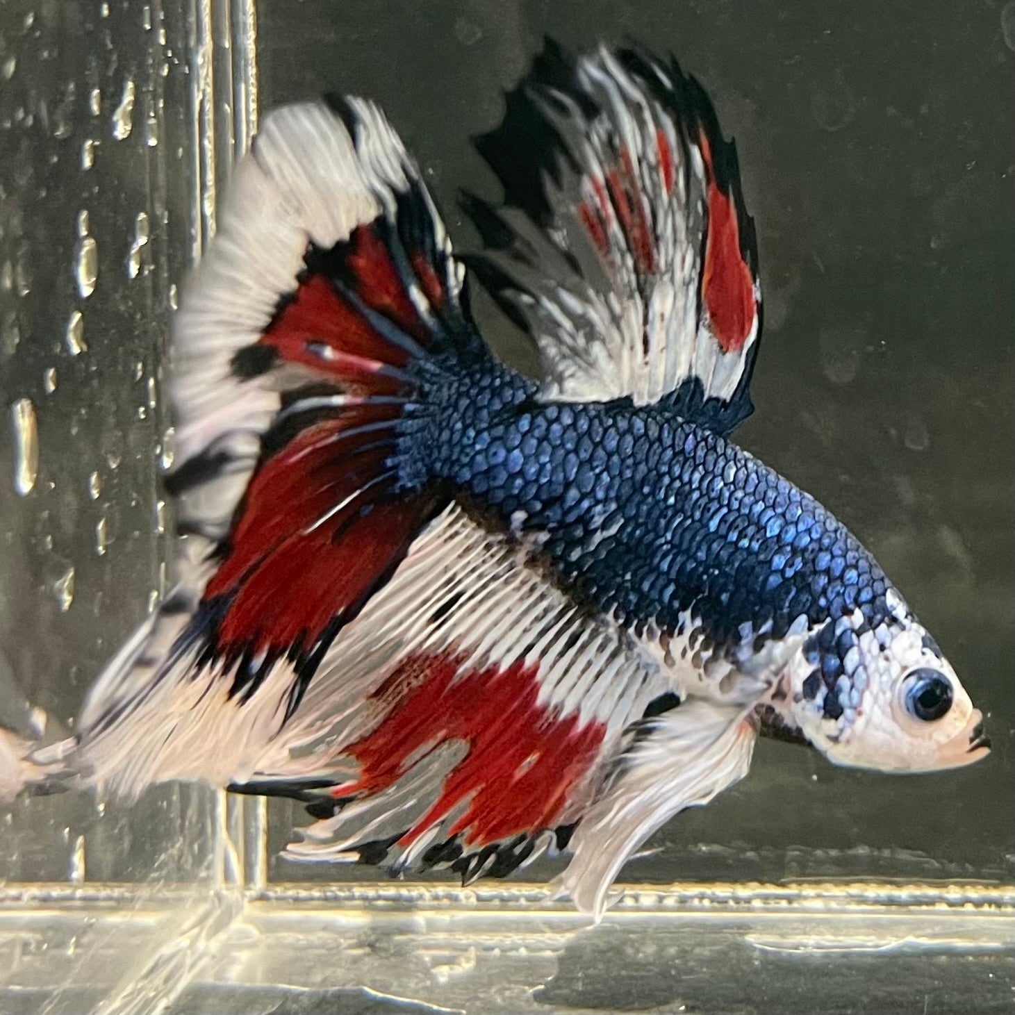 Male Betta - One Only - 8