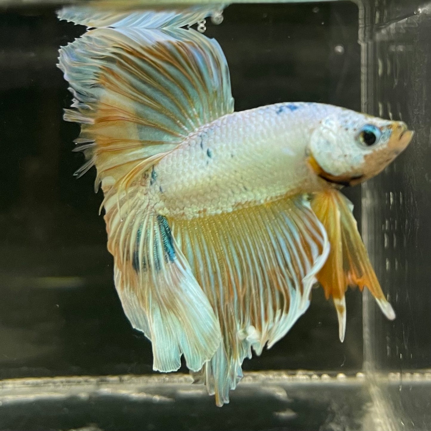 Male Betta - One Only - 14