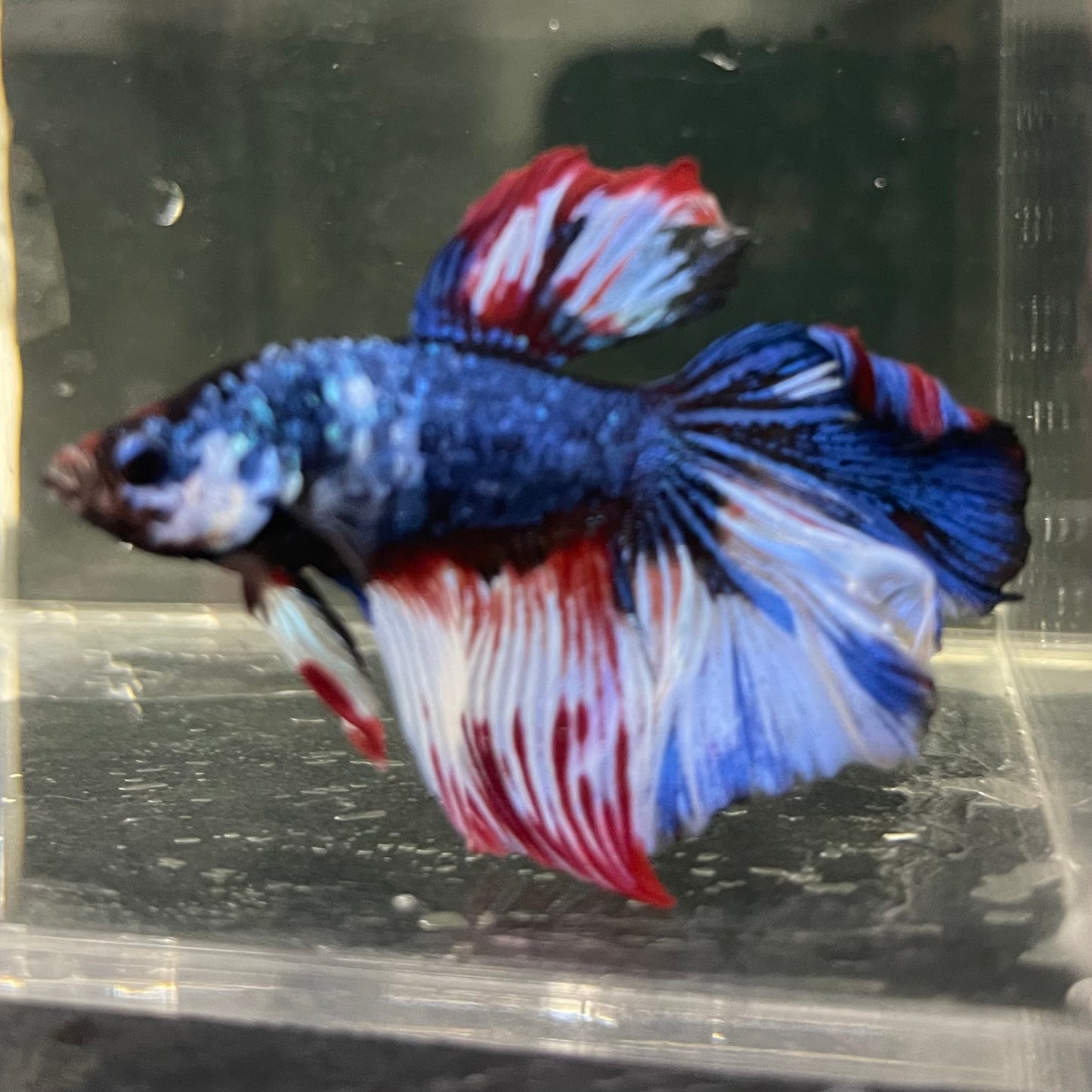 Male Betta - One Only - 2