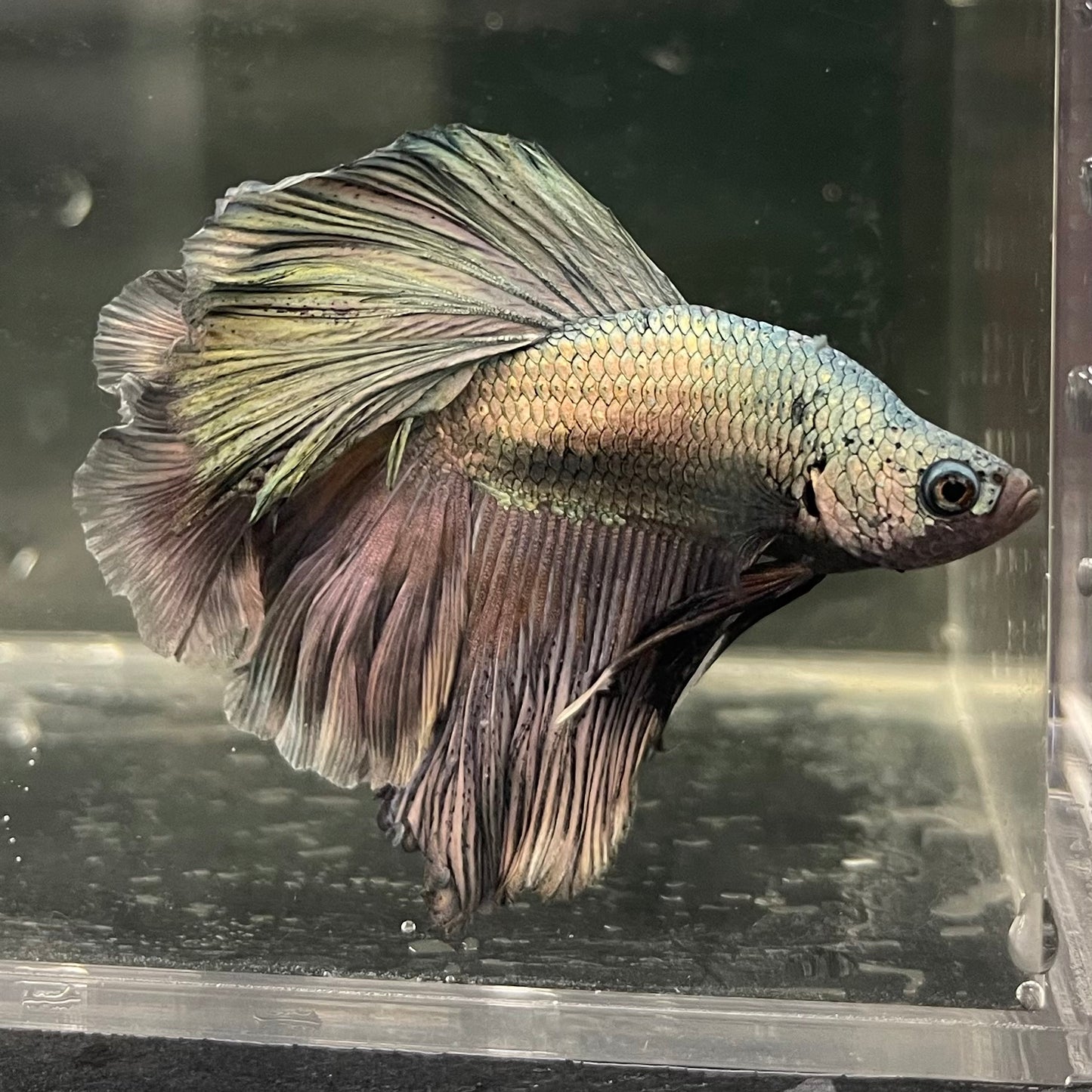 Male Betta - One Only - 5