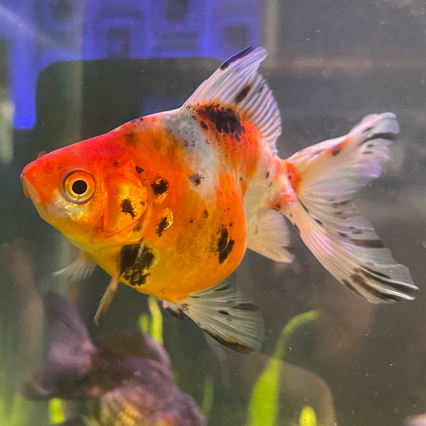 Fantail Goldfish - Calico one only - 1￼