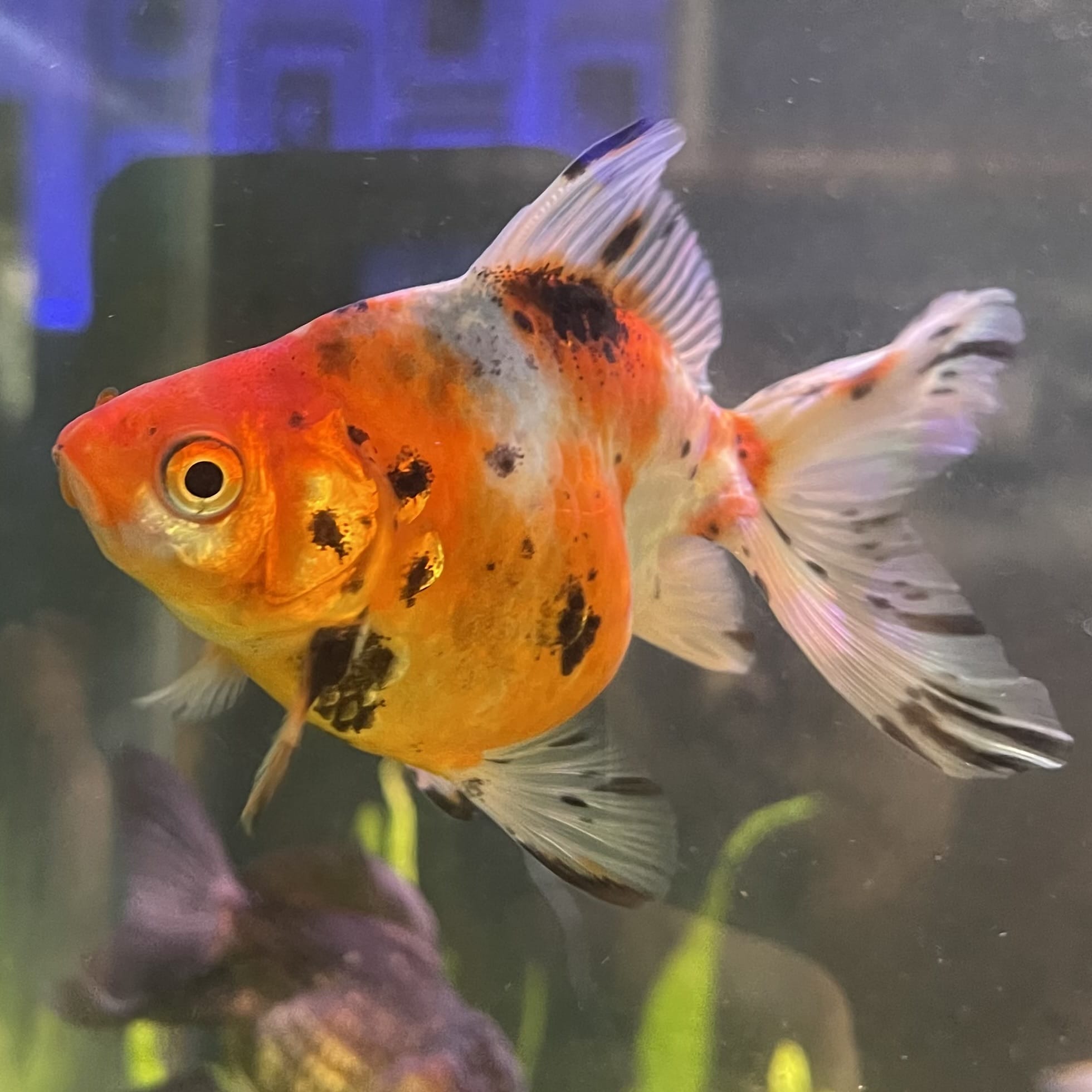 Fantail Goldfish - Calico one only - 1￼