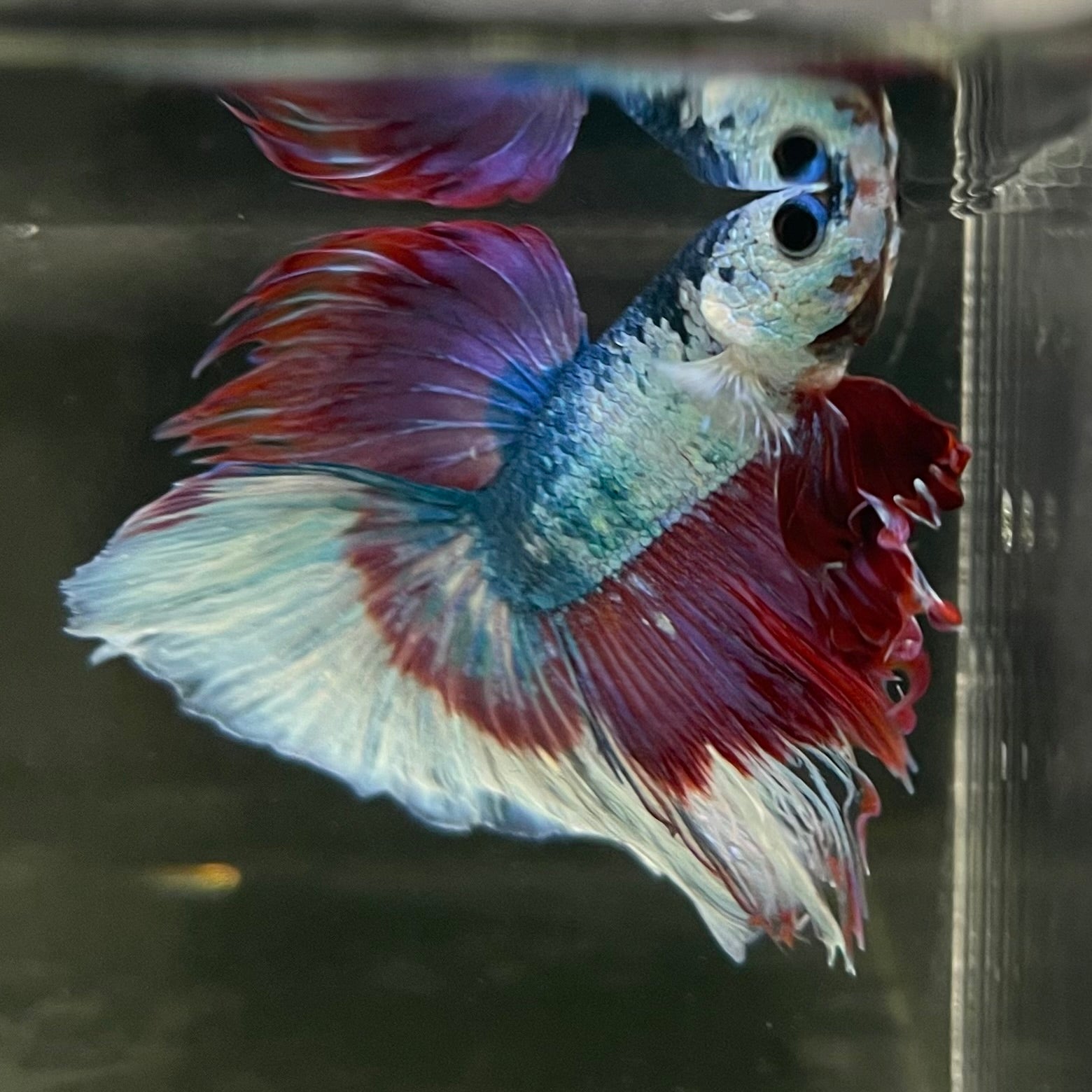 Male Betta - One Only - 13