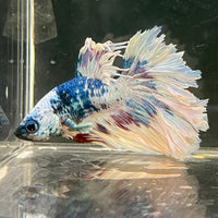 Male Betta - One Only - 12