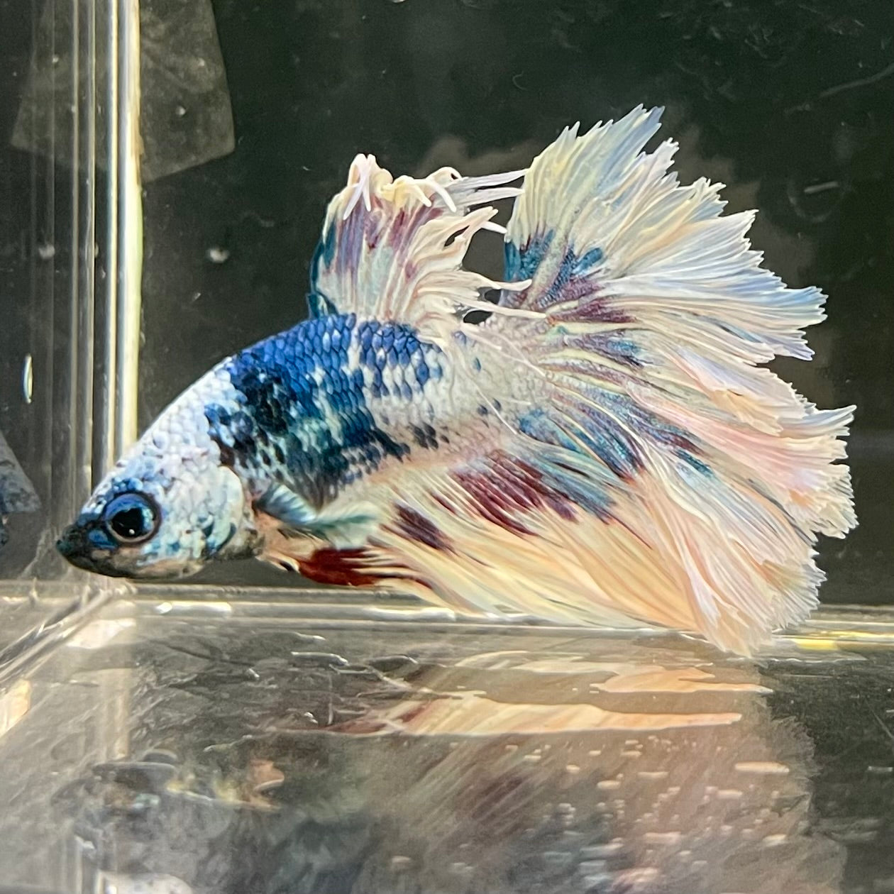 Male Betta - One Only - 12