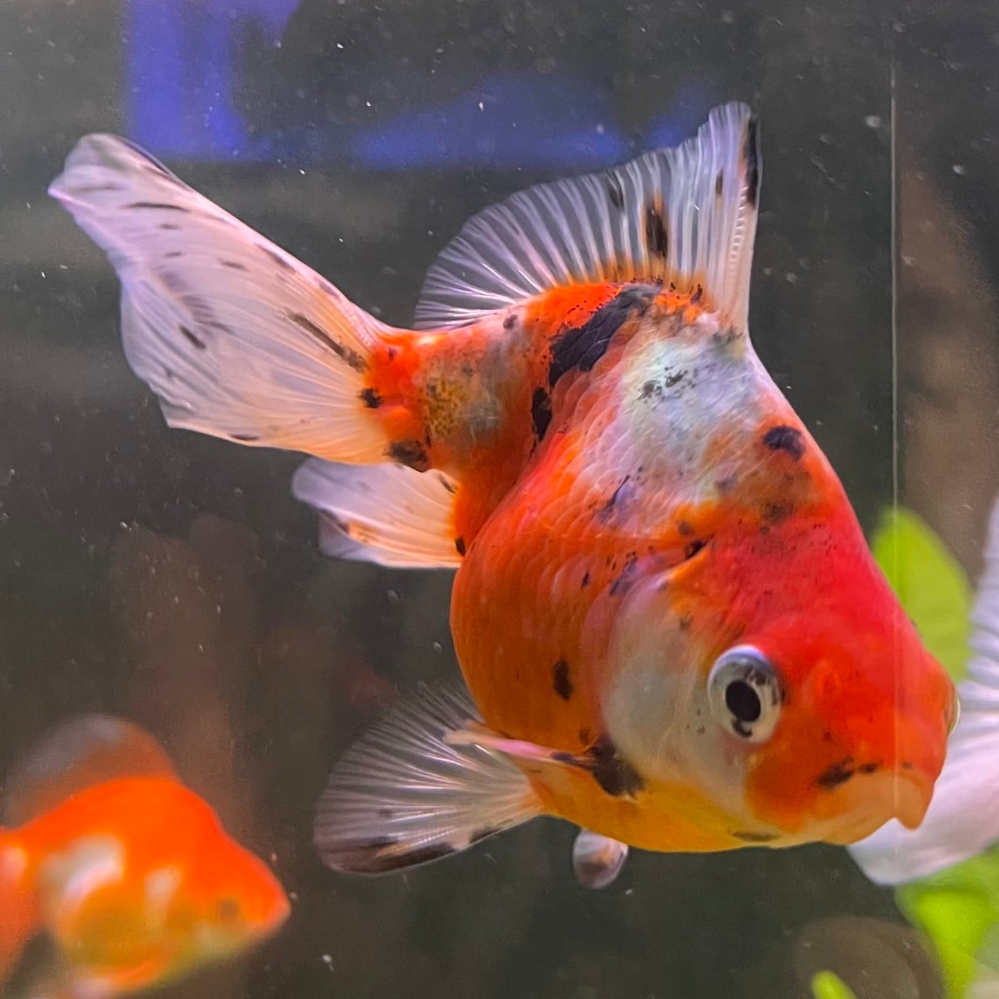 Fantail Goldfish - Calico one only - 1￼
