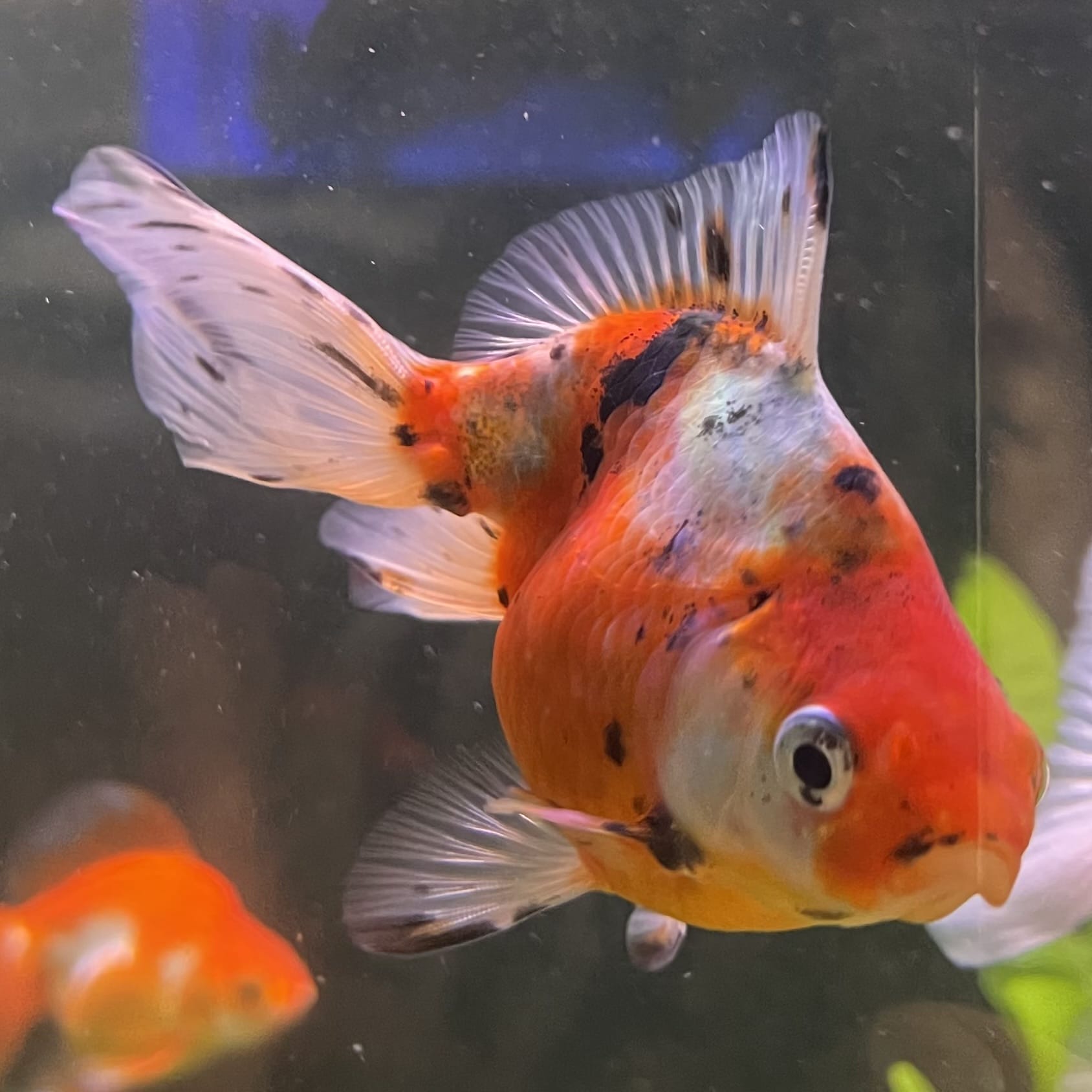 Fantail Goldfish - Calico one only - 1￼