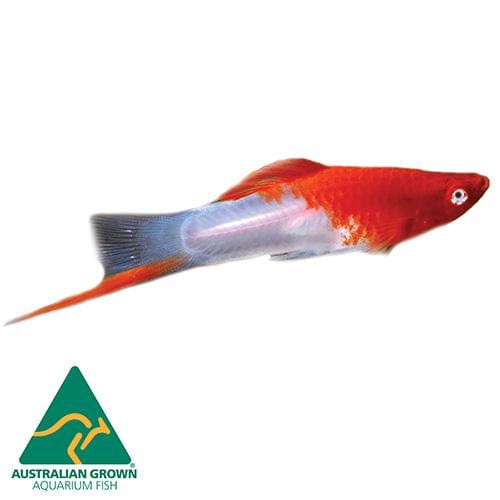 Kohaku Red & White Swordtail 4.5cm