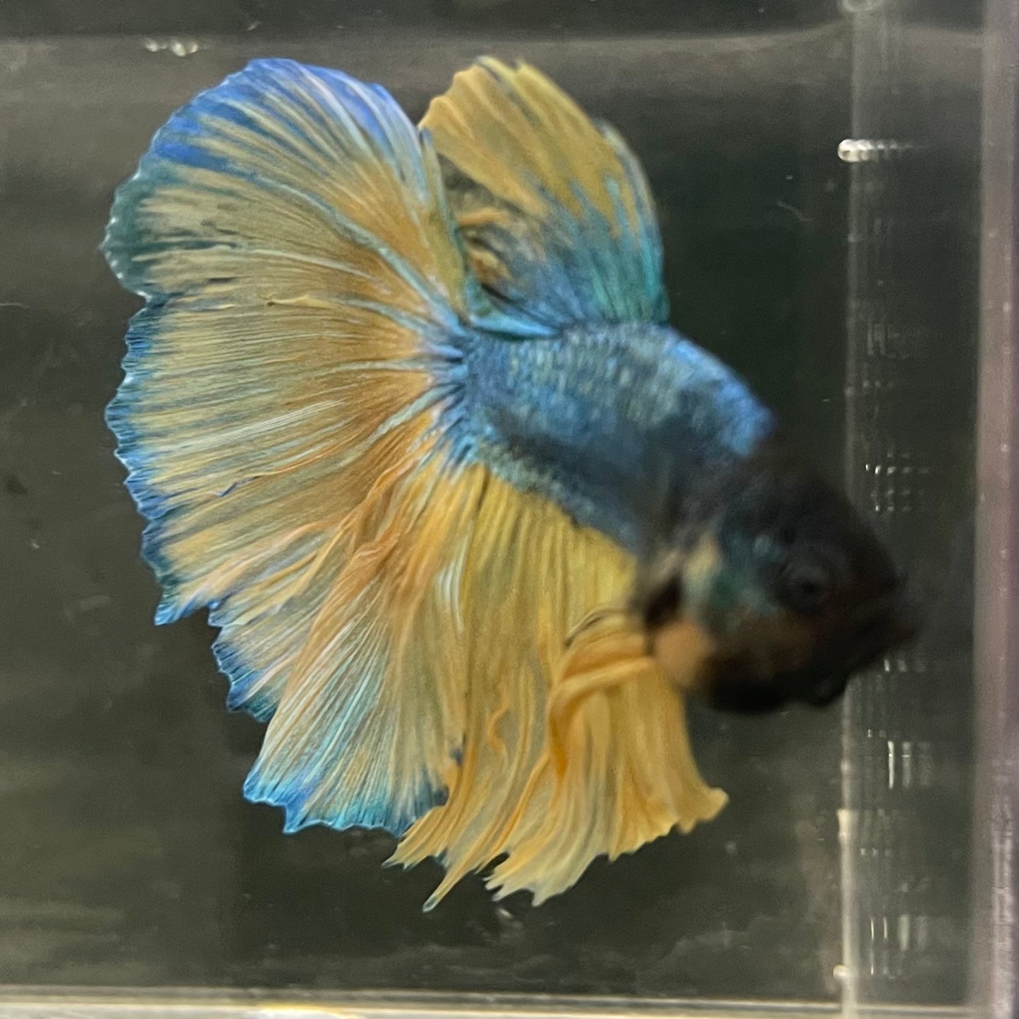 Male Betta - One Only - 11