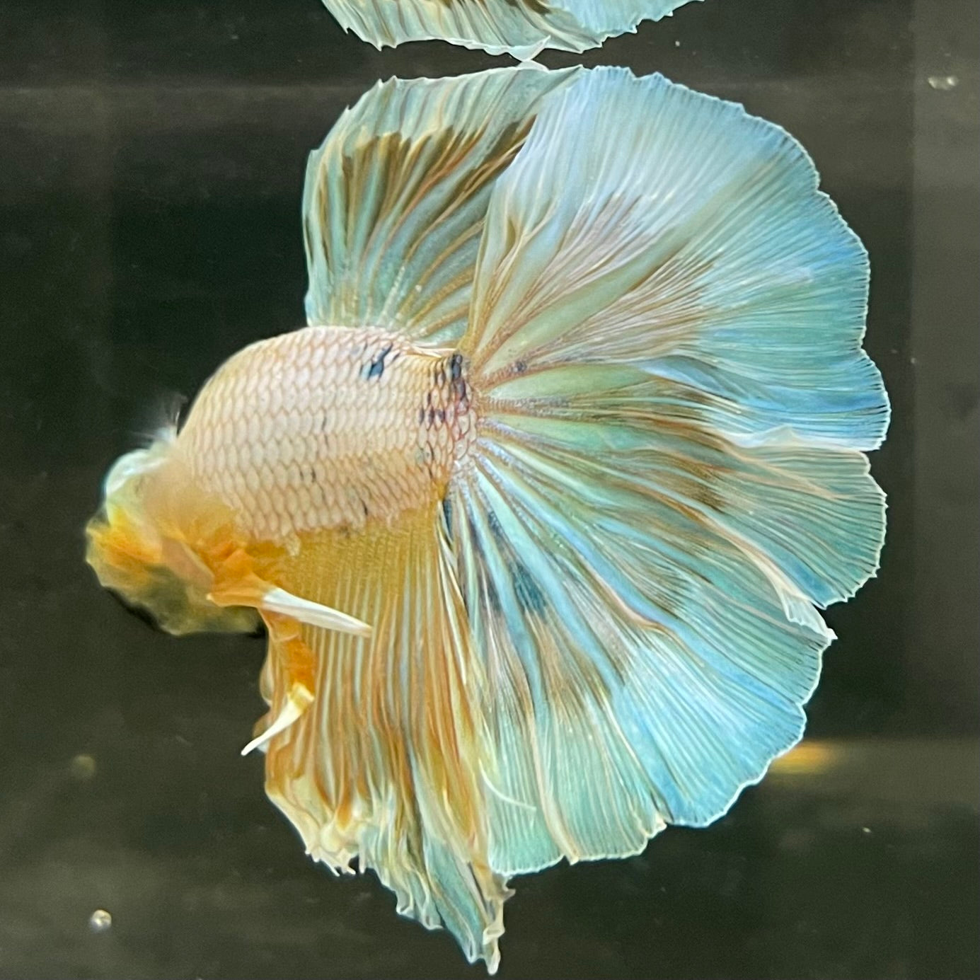 Male Betta - One Only - 14