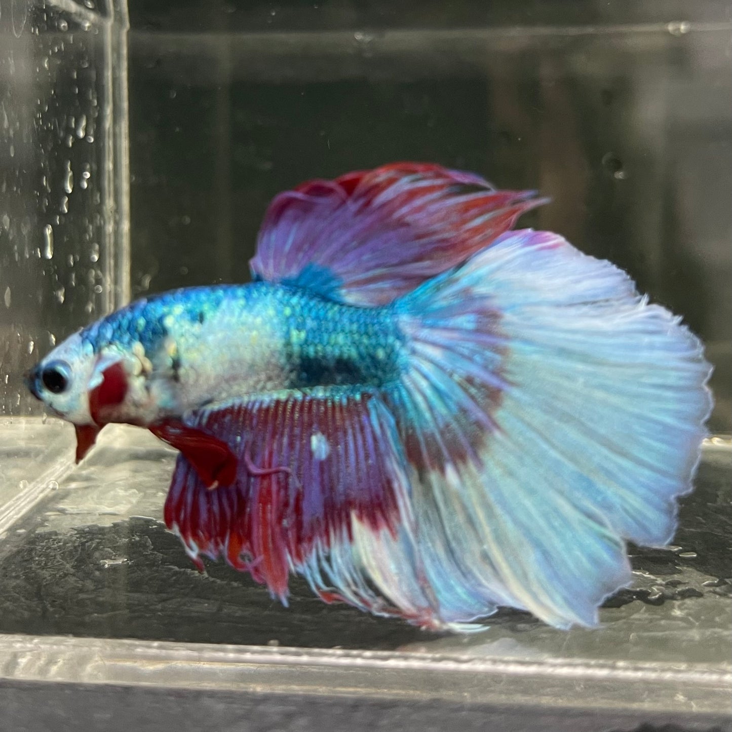 Male Betta - One Only - 13