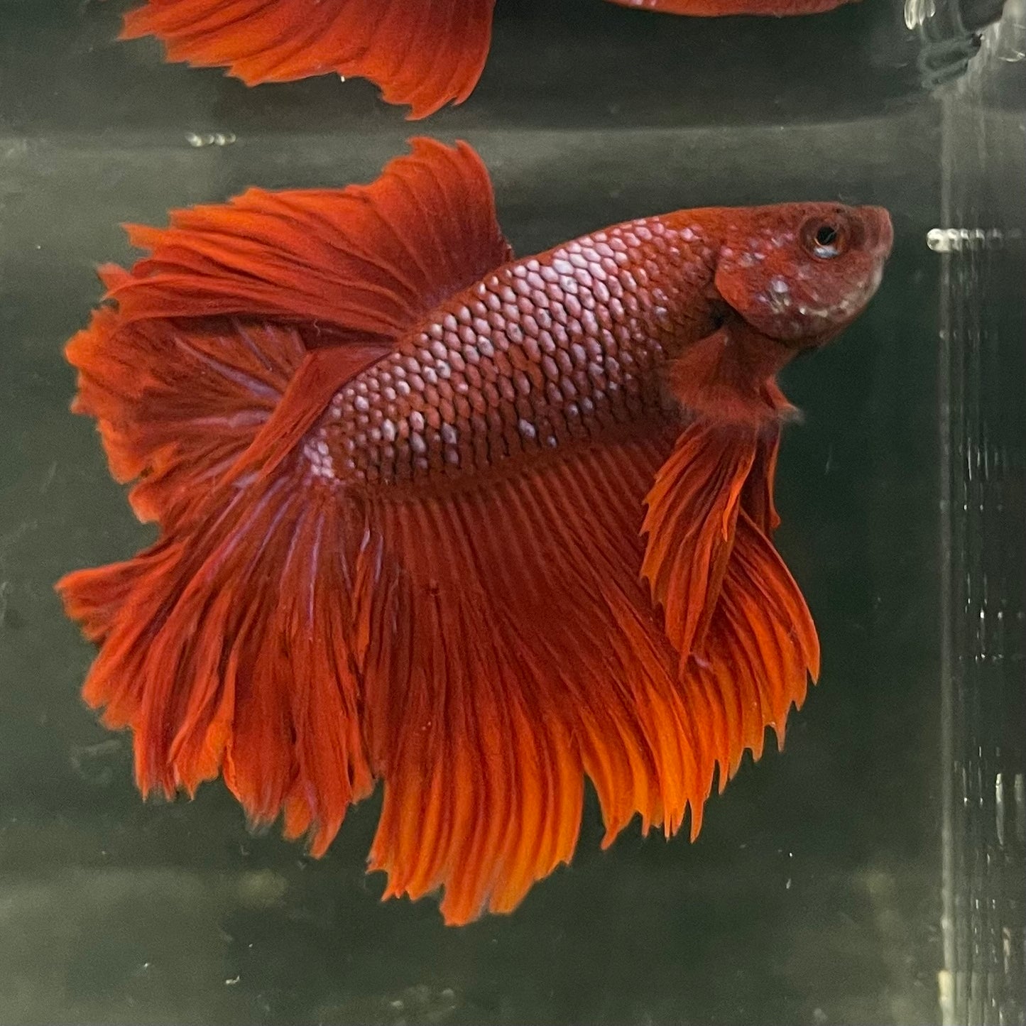 Male Betta - One Only - 1