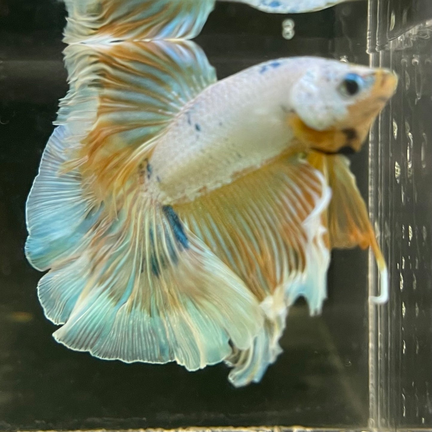 Male Betta - One Only - 14