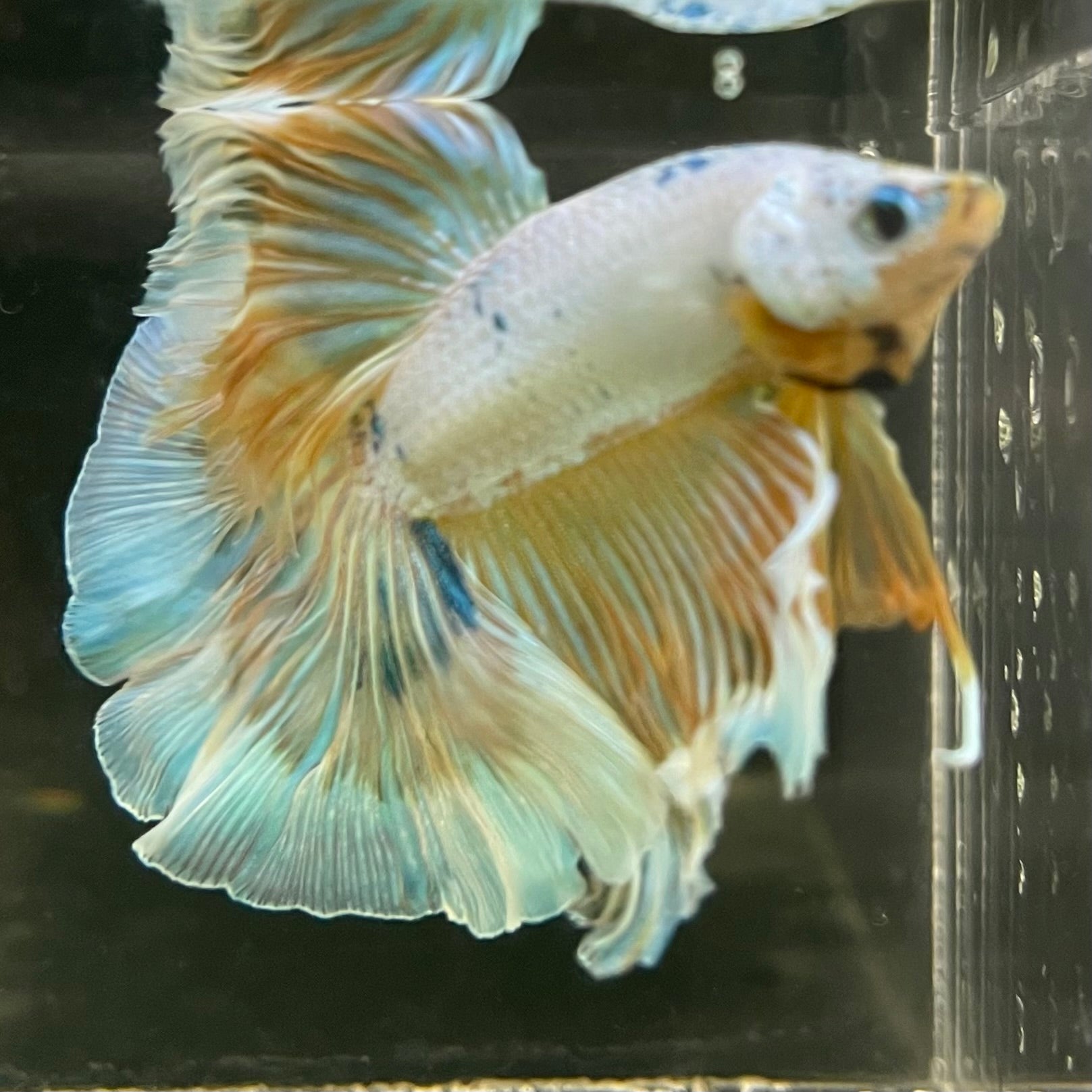 Male Betta - One Only - 14