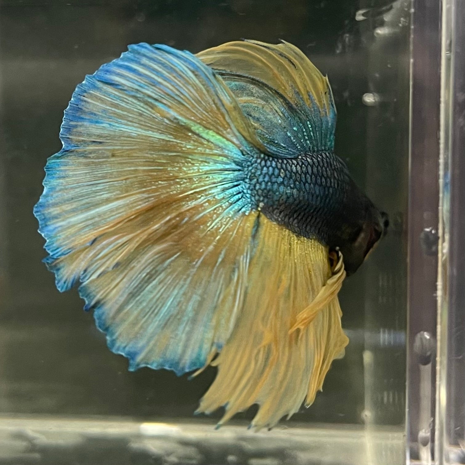 Male Betta - One Only - 11