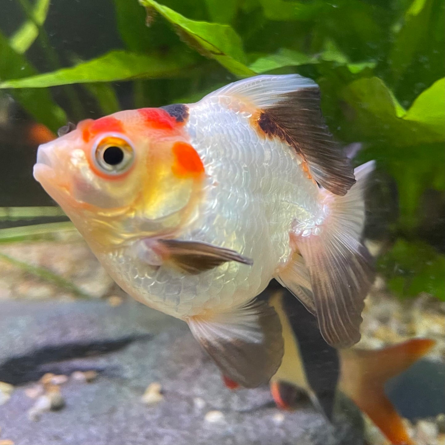 Ryukin Goldfish - one only - 2