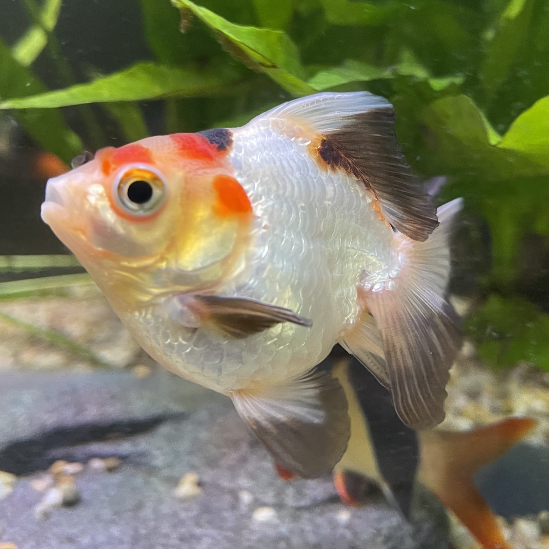 Ryukin Goldfish - one only - 2