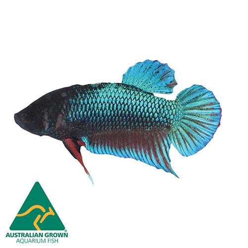 Female Betta (Fighter Fish) - Assorted Colours