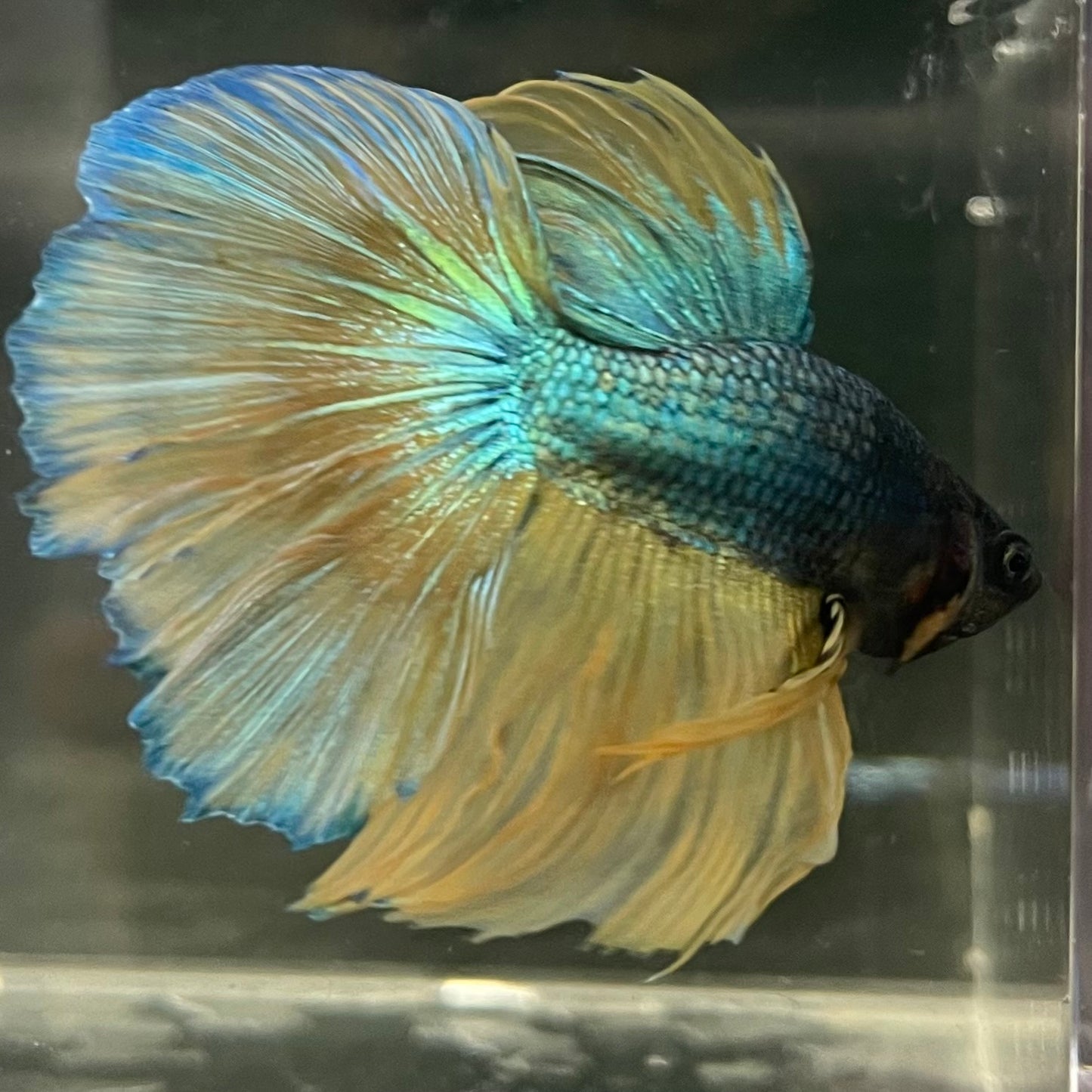 Male Betta - One Only - 11